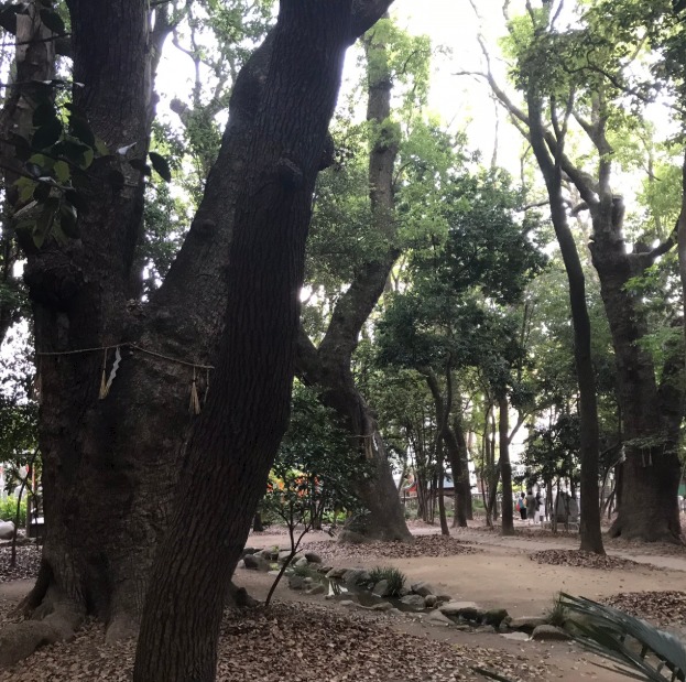 生田神社の御神木