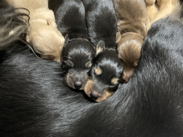 母犬と眠る子犬の画像