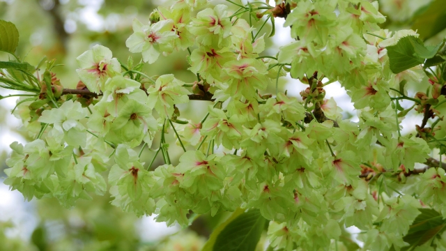 御衣黄桜の画像