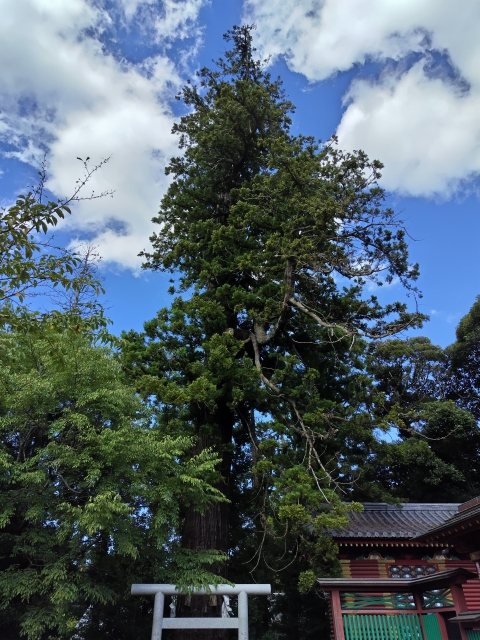 大杉神社の御神木の画像